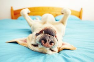 Sleeping Dog
