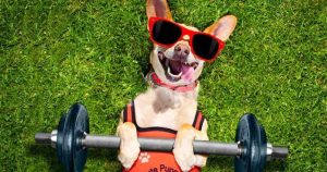 Dogesh Exercise